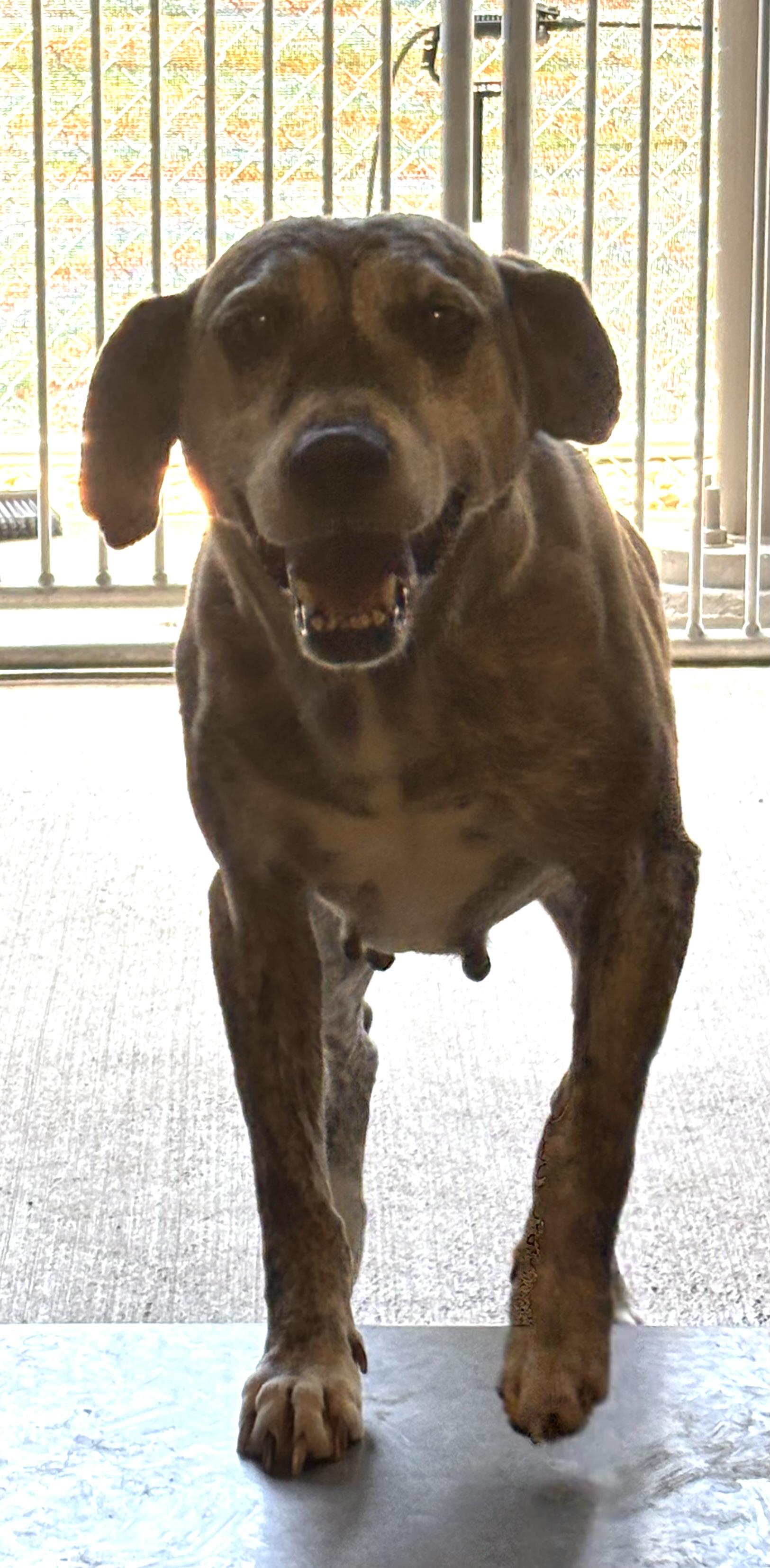 Pipper, Adult Female unknown