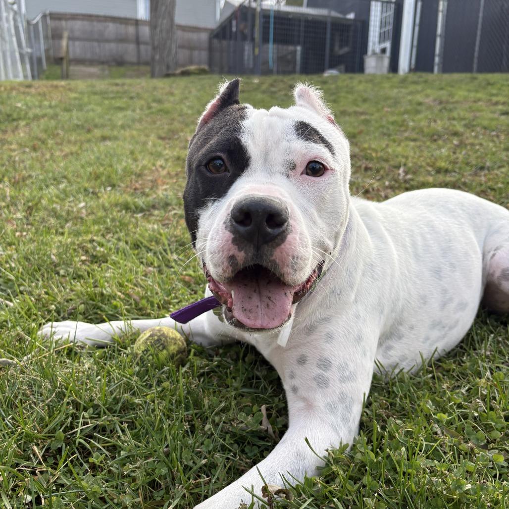 Rumi, Adoptable, Young Female Mixed Breed.