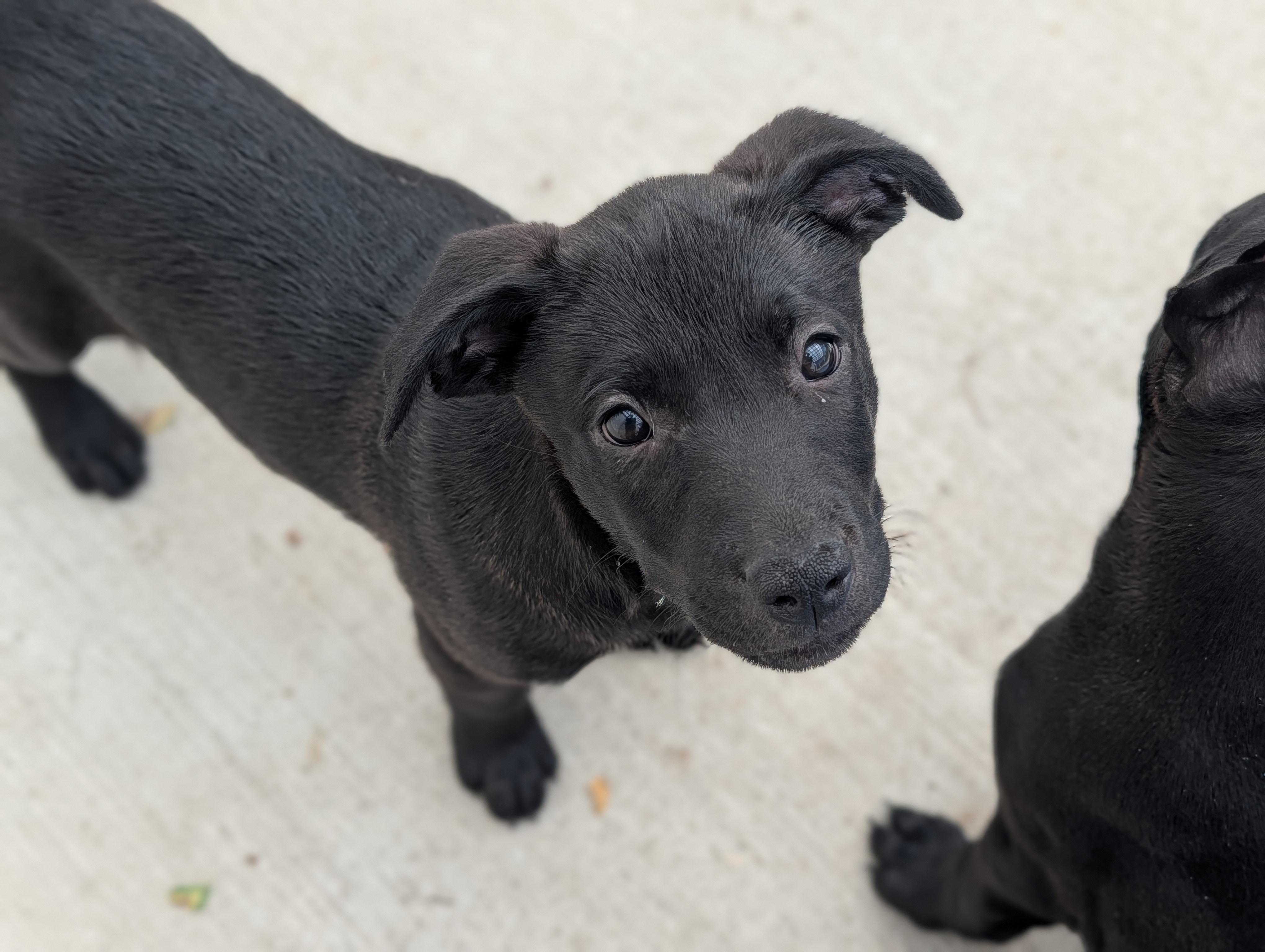 Soot, Adopted, Young Male Black Labrador Retriever & Mixed Breed.