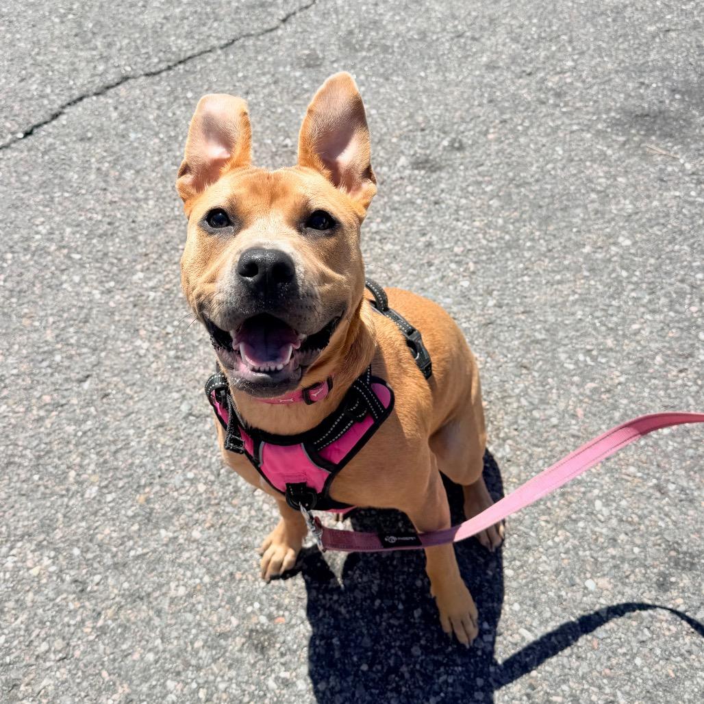 963 (2026) Tula, Adoptable, Young Female Pit Bull Terrier & Chow Chow.