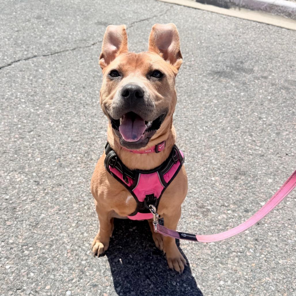 963 (2026) Tula, a Adoptable mixed breed in Parker, CO image 2/4