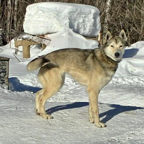 Plain, a ADOPTABLE Husky in Chugiak, AK image 2/2