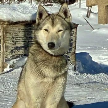 Plain, a ADOPTABLE Husky in Chugiak, AK image 1/2