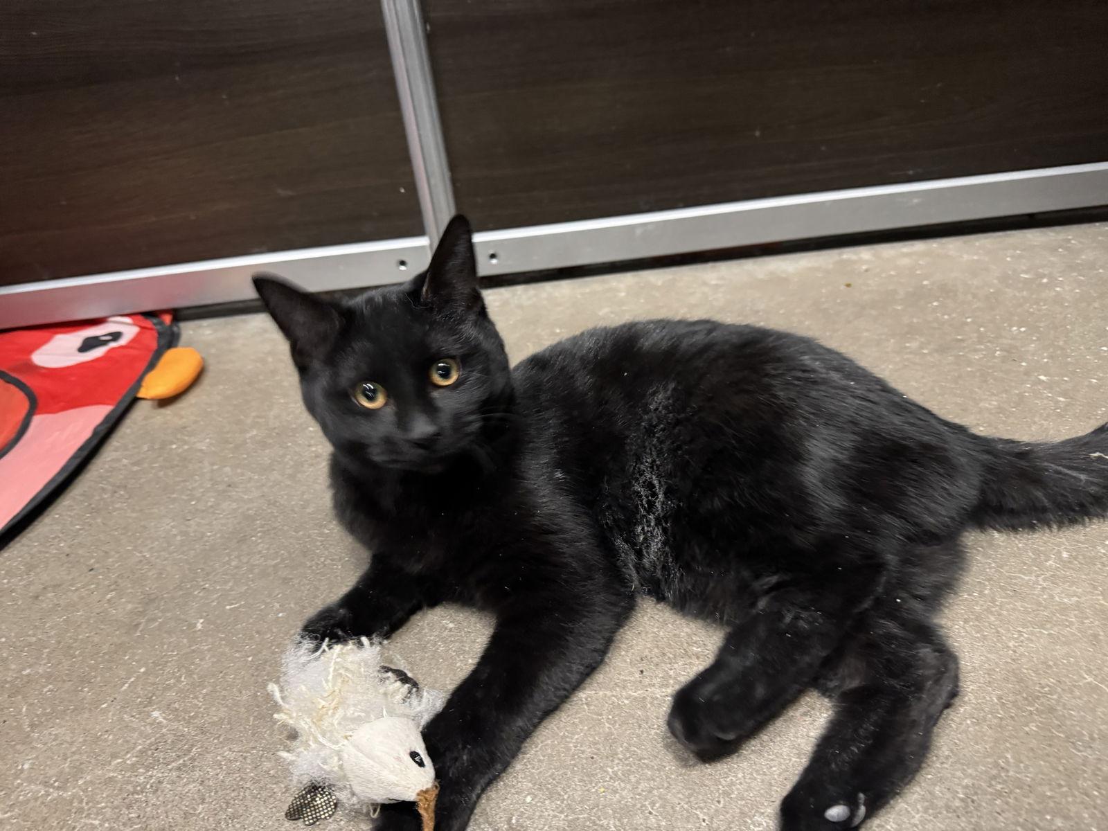 Mistletoe, Adoptable, Young Male Domestic Short Hair.