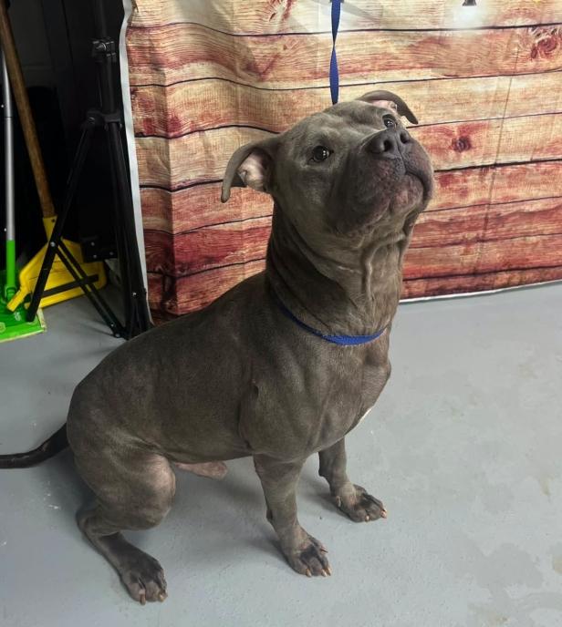 AC-5363 "Whiskey", Adoptable, Adult Male Pit Bull Terrier.