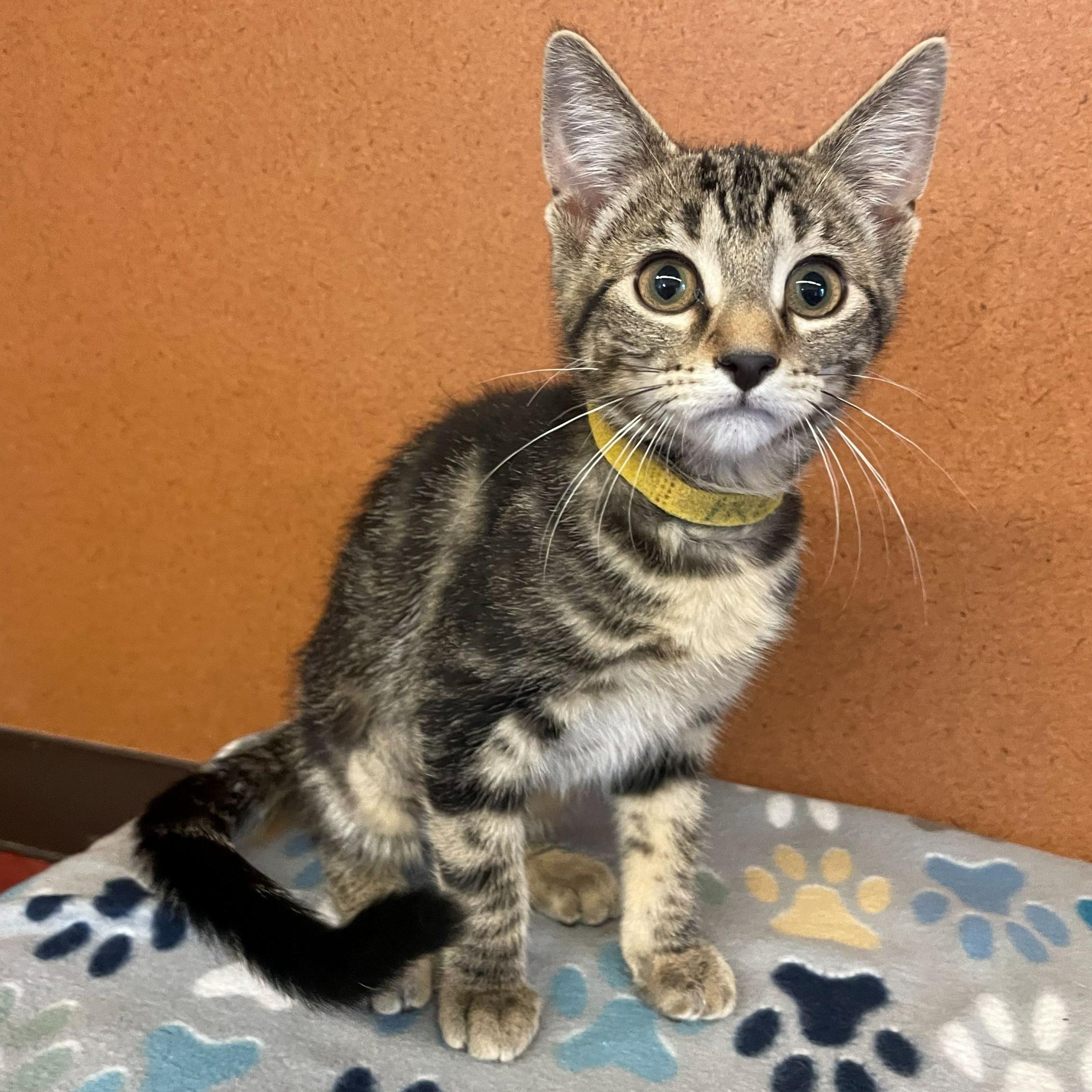 Enlarge Irene, an adopted Domestic Short Hair in Rochester, MN image 1/1