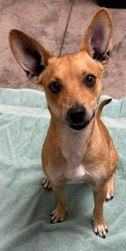 Enlarge Jolly, a Adoptable mixed breed in Lampasas, TX image 1/1