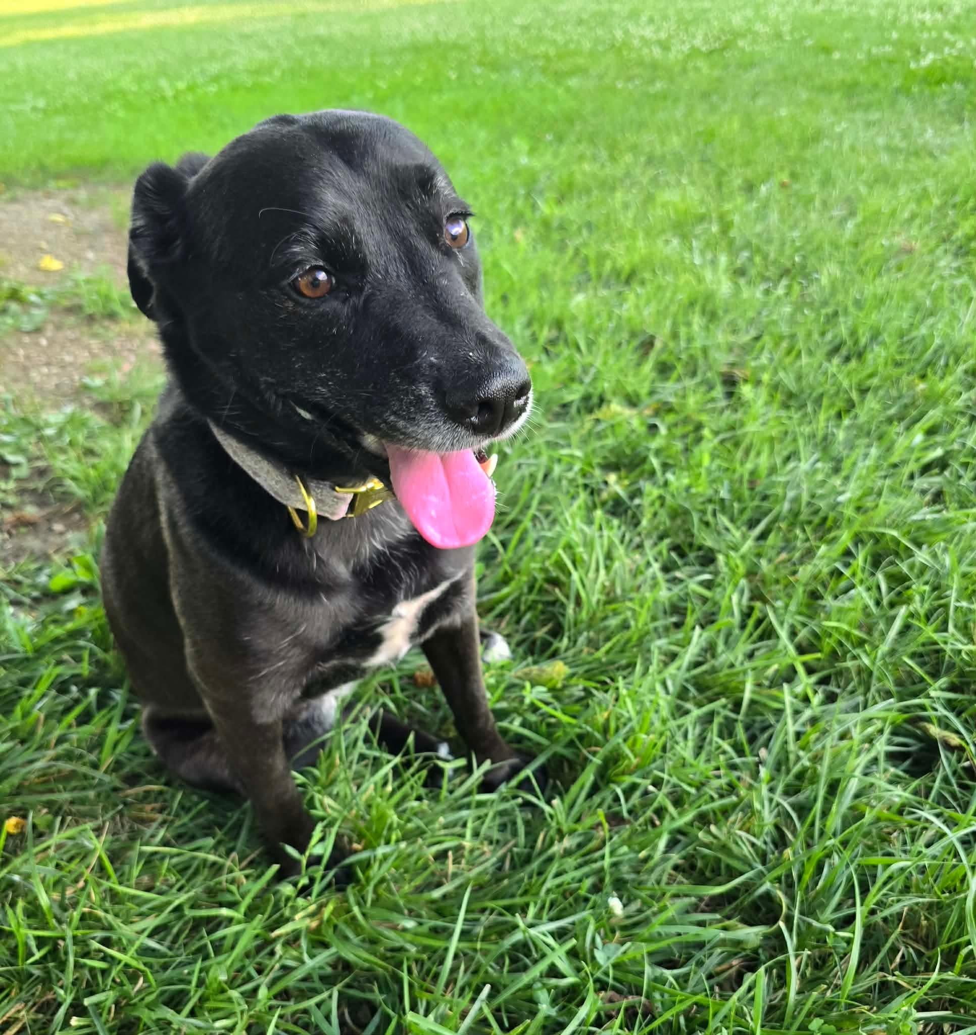 Rosie, a ADOPTABLE mixed breed in St. Clairsville, OH image 1/5