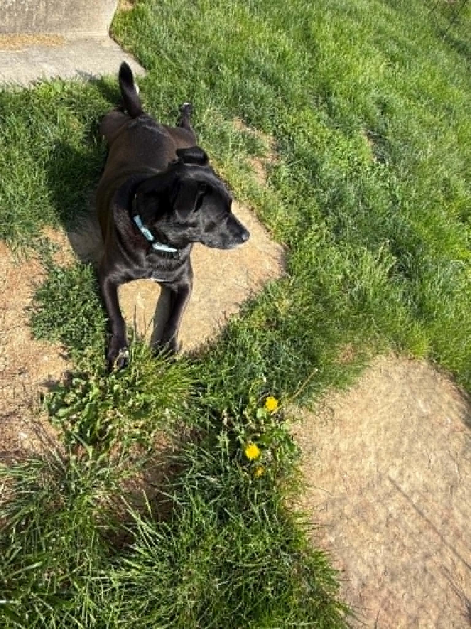 Enlarge Rosie, a ADOPTABLE mixed breed in St. Clairsville, OH image 4/6