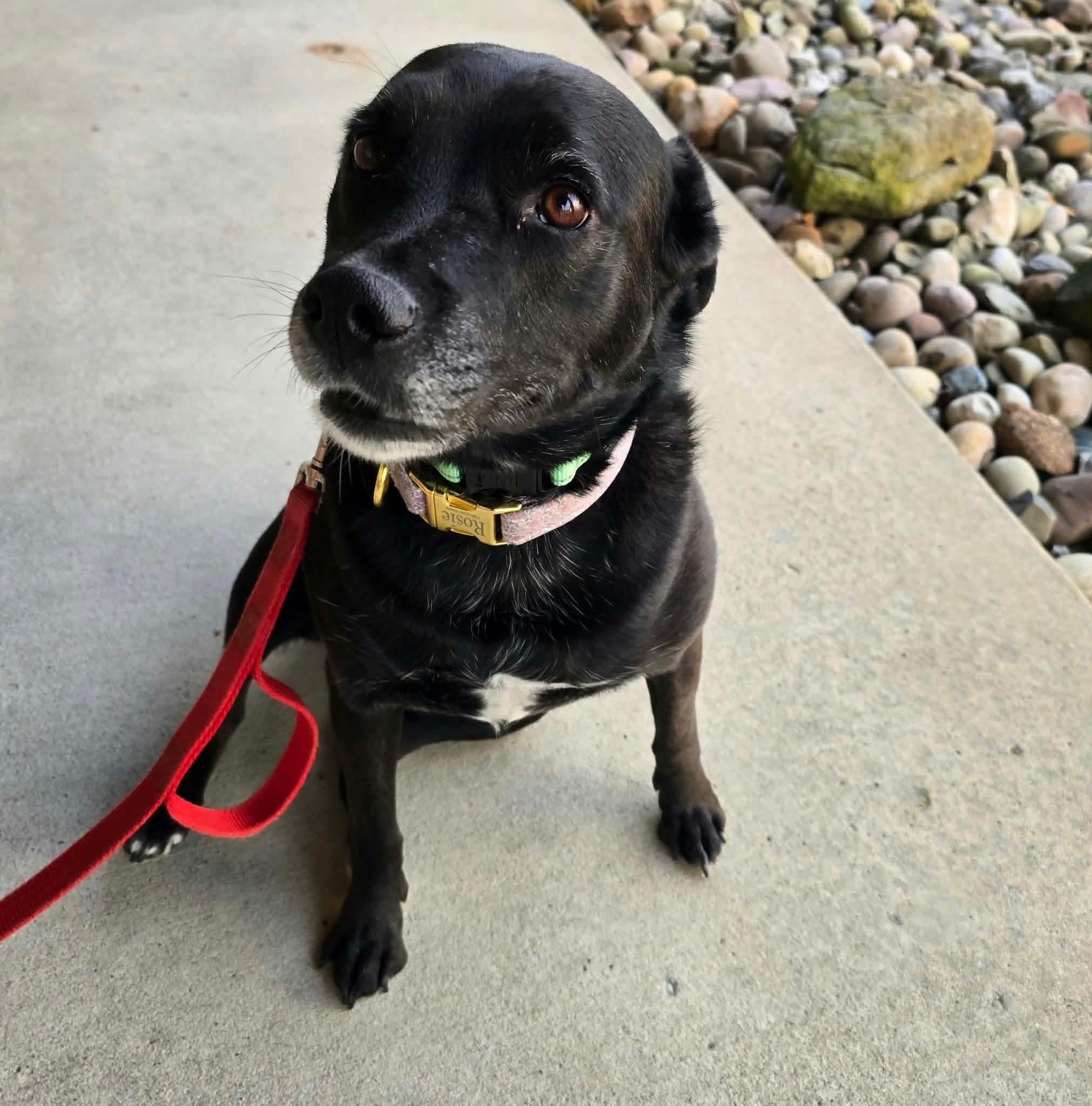 Enlarge Rosie, a Adoptable mixed breed in St. Clairsville, OH image 2/6