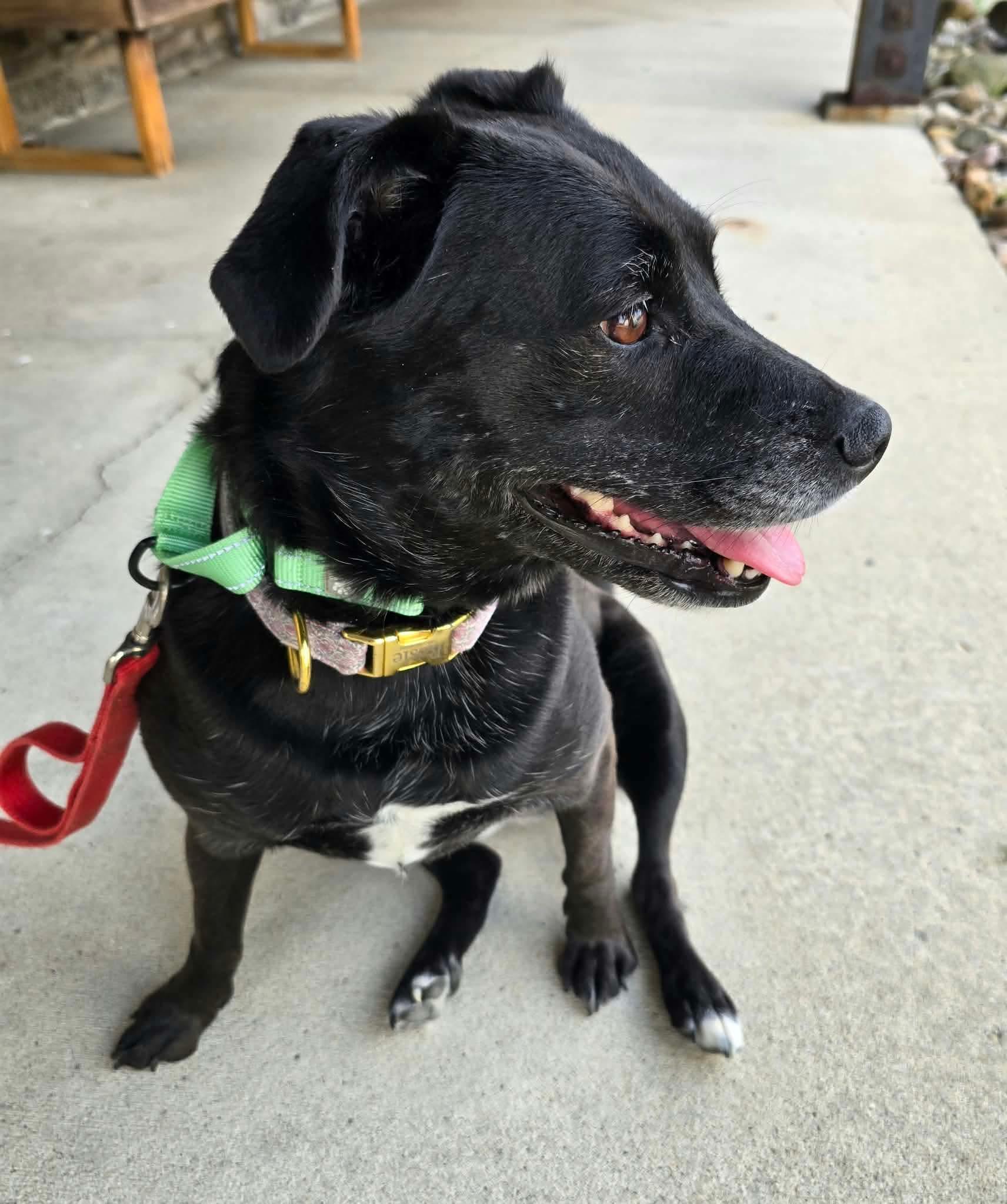 Enlarge Rosie, a Adoptable mixed breed in St. Clairsville, OH image 4/6