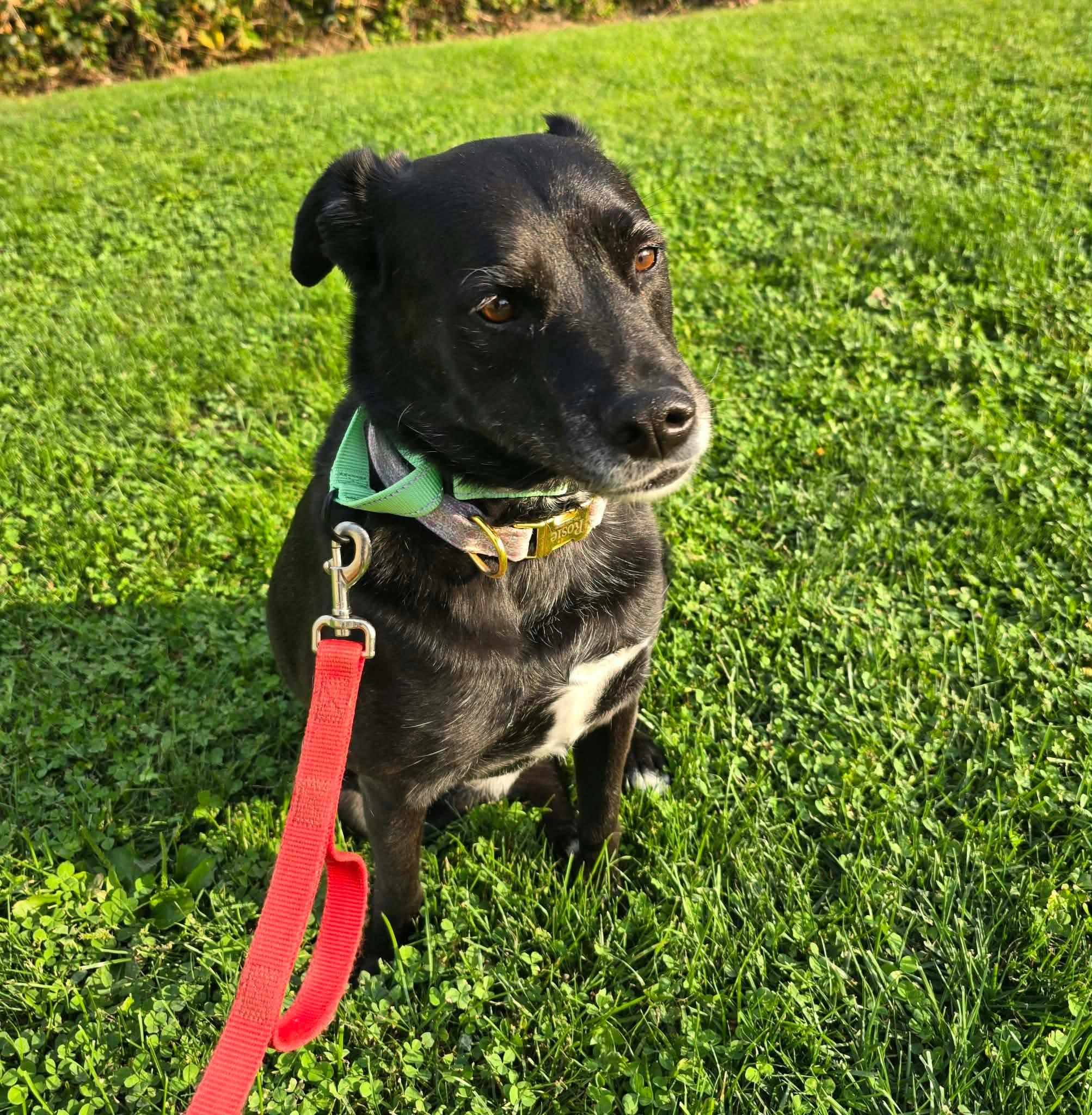Enlarge Rosie, a Adoptable mixed breed in St. Clairsville, OH image 3/6