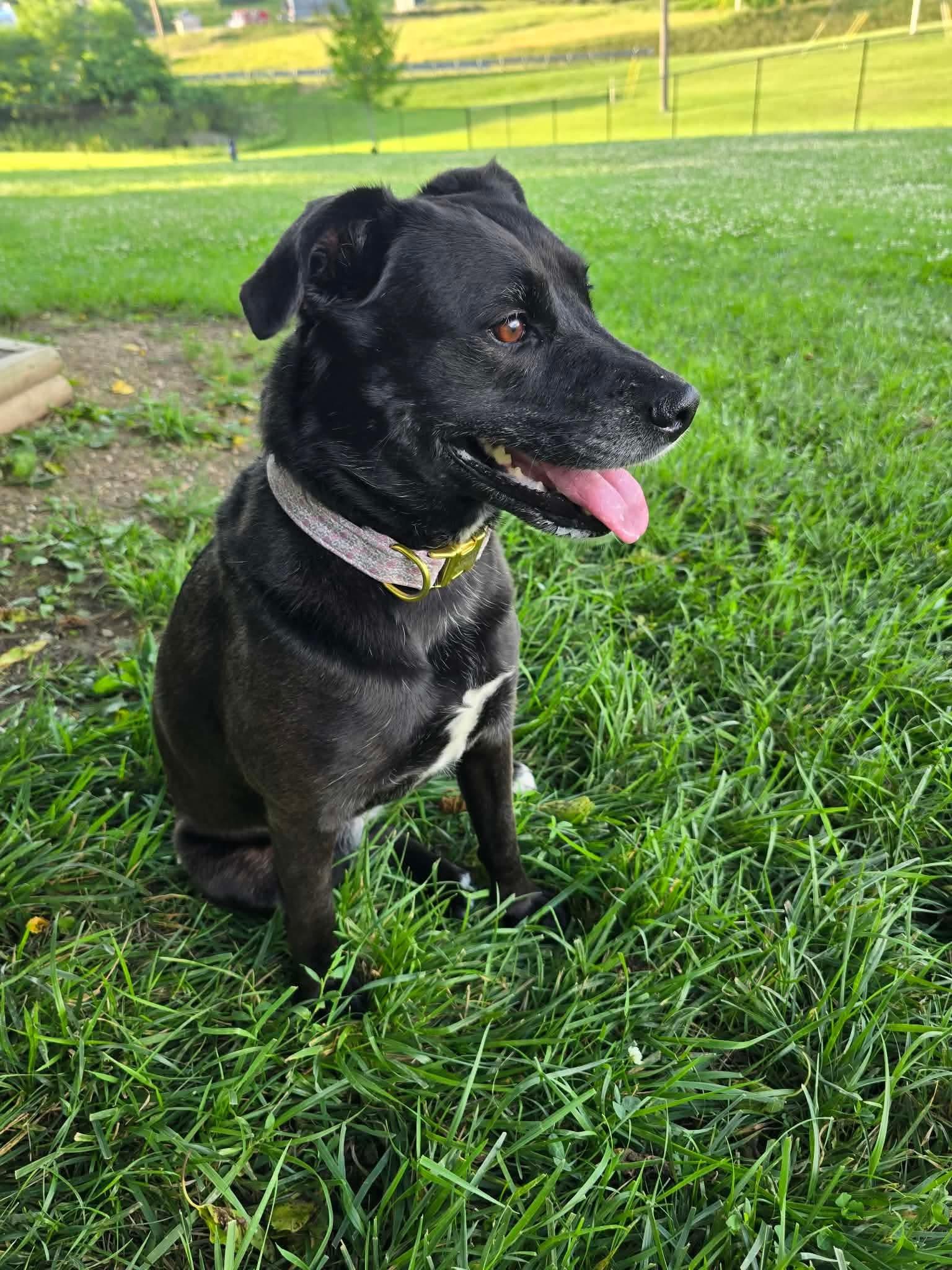 Rosie, a ADOPTABLE mixed breed in St. Clairsville, OH image 5/5