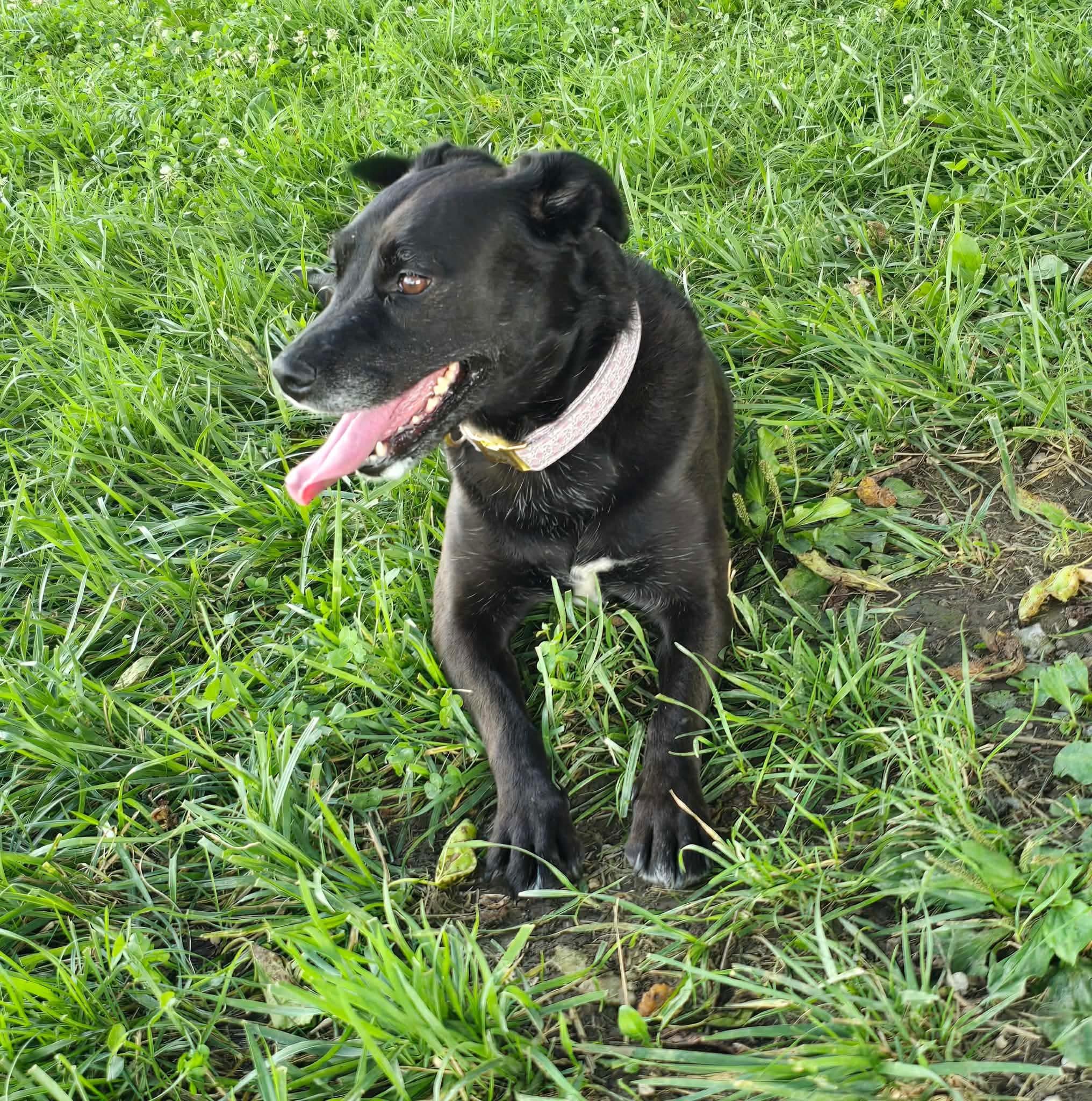 Rosie, a ADOPTABLE mixed breed in St. Clairsville, OH image 4/5