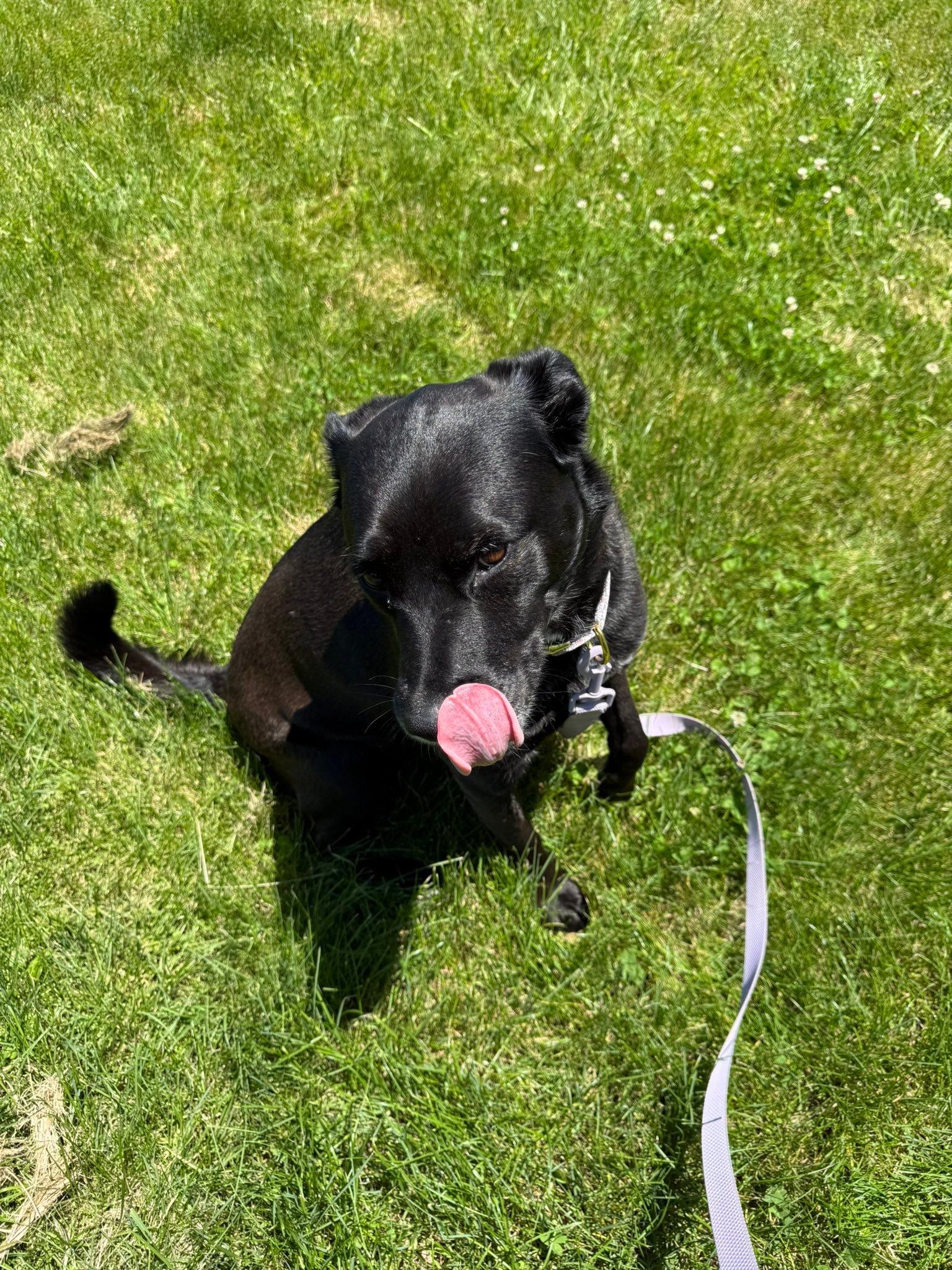 Enlarge Rosie, a ADOPTABLE mixed breed in St. Clairsville, OH image 1/6