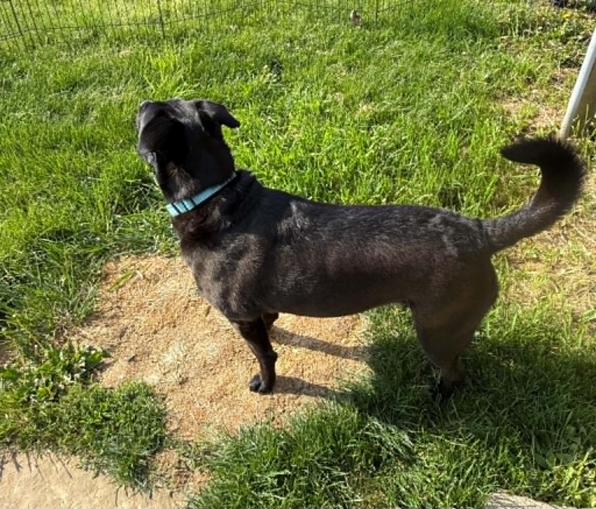 Enlarge Rosie, a ADOPTABLE mixed breed in St. Clairsville, OH image 6/6
