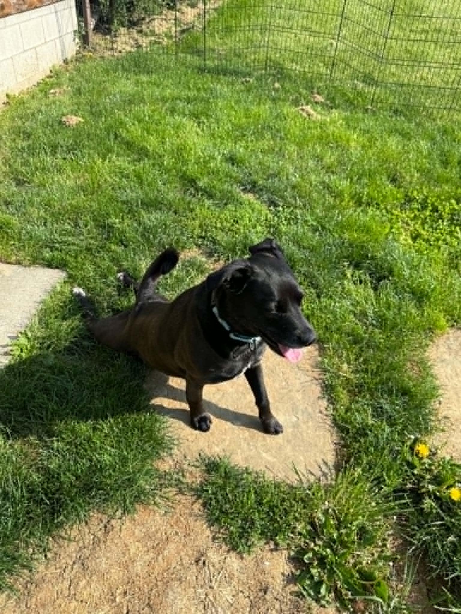 Enlarge Rosie, a ADOPTABLE mixed breed in St. Clairsville, OH image 3/6