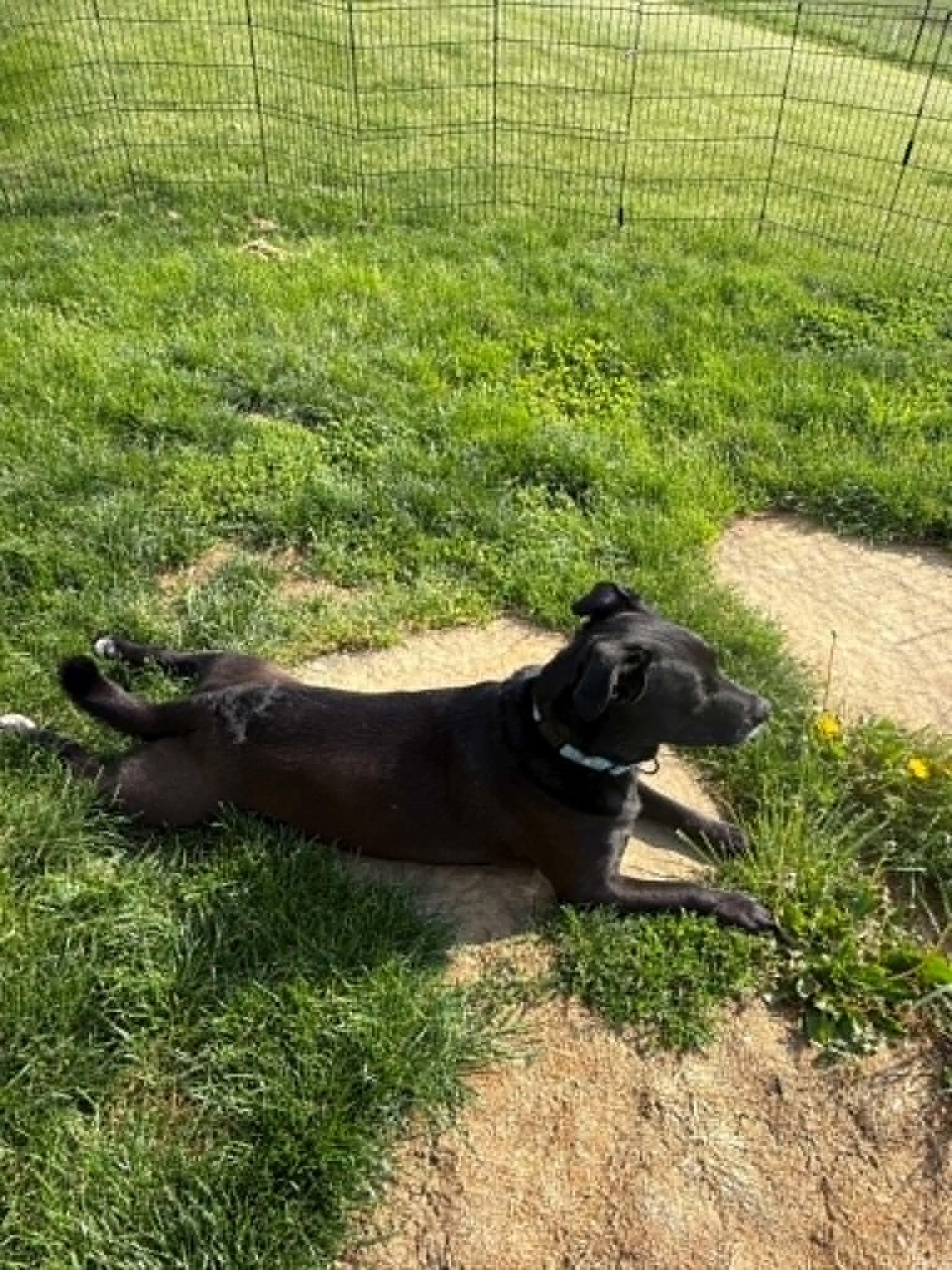 Enlarge Rosie, a ADOPTABLE mixed breed in St. Clairsville, OH image 2/6