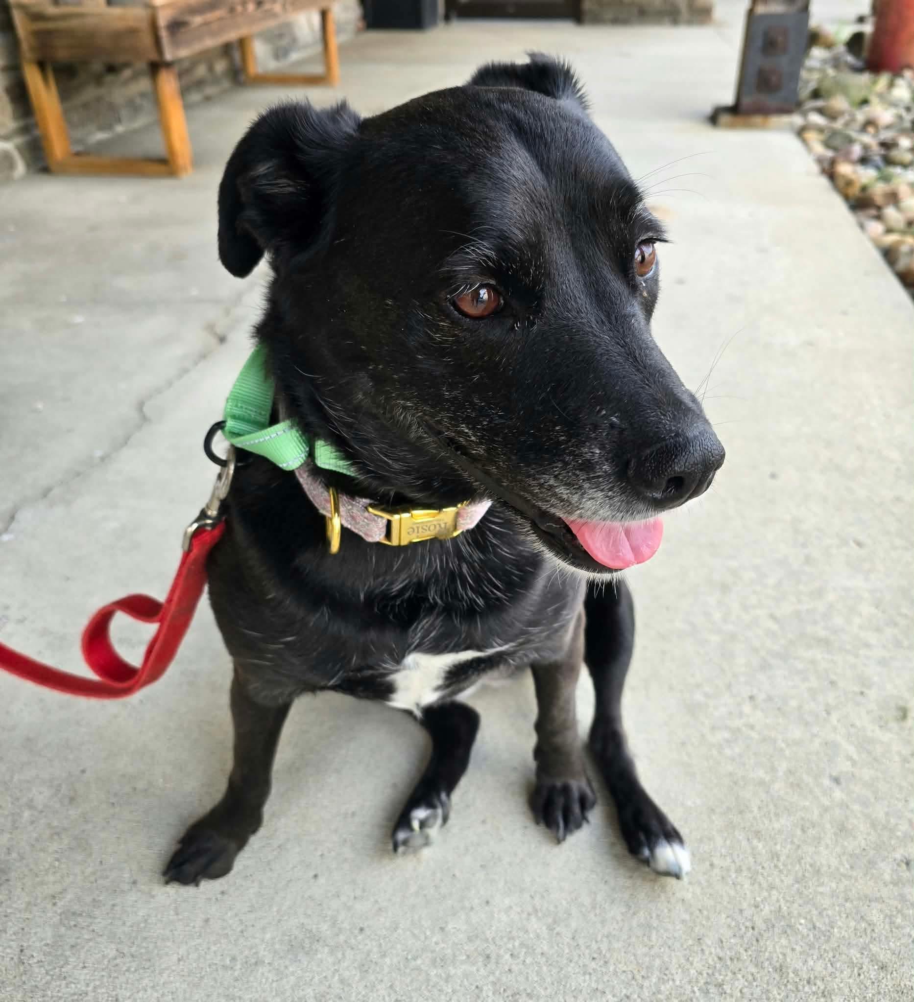 Rosie, Adoptable, Adult Female Labrador Retriever.
