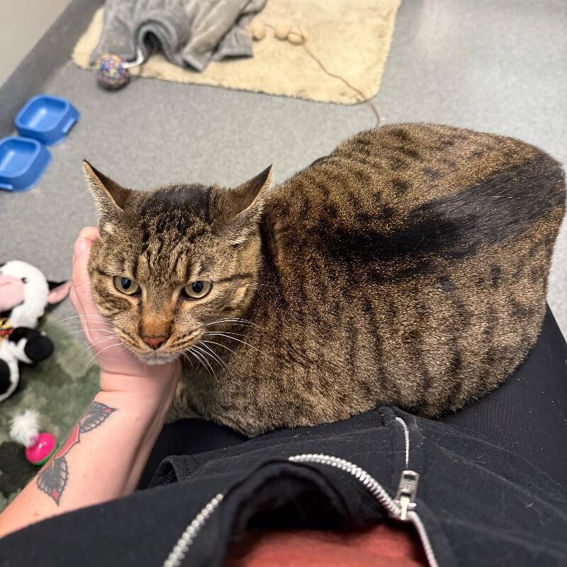 Enlarge Elsa, a Adoptable Domestic Short Hair in Fort Collins, CO image 1/6