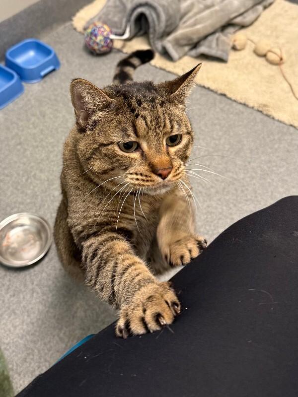 Enlarge Elsa, a Adoptable Domestic Short Hair in Fort Collins, CO image 2/6