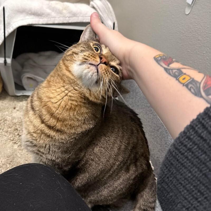 Enlarge Elsa, a Adoptable Domestic Short Hair in Fort Collins, CO image 1/2