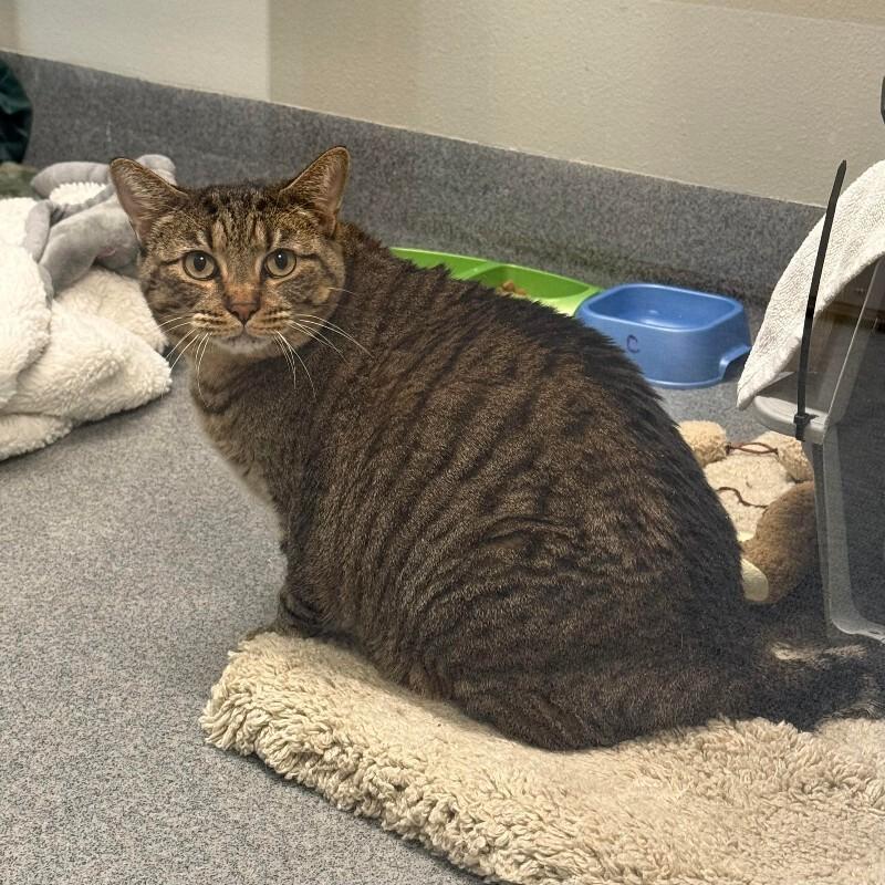 Enlarge Elsa, a Adoptable Domestic Short Hair in Fort Collins, CO image 2/2