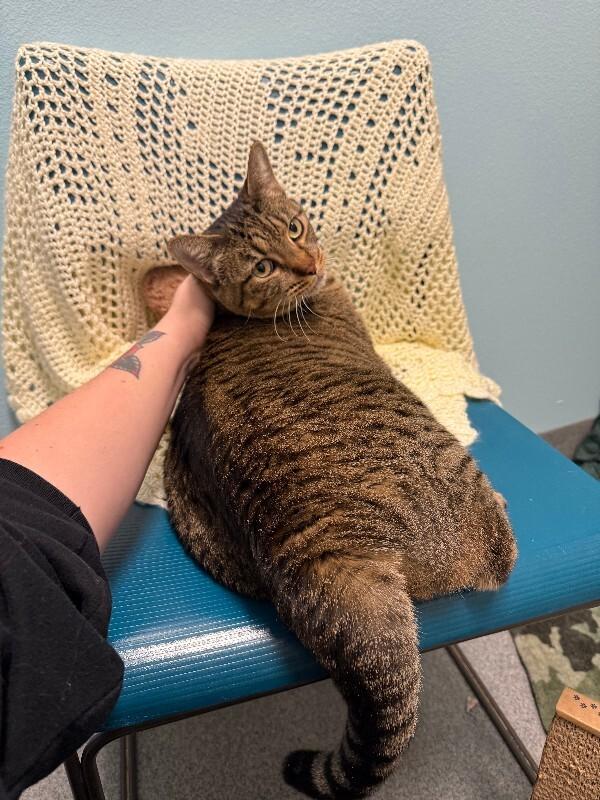 Enlarge Elsa, a Adoptable Domestic Short Hair in Fort Collins, CO image 6/6