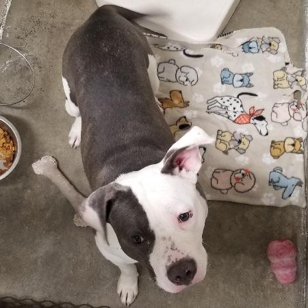 BAMBAM, Adoptable, Young Male American Staffordshire Terrier.