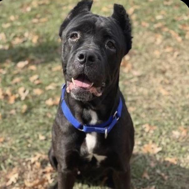 Betty (fka MoMo), Adoptable, Adult Female Cane Corso.