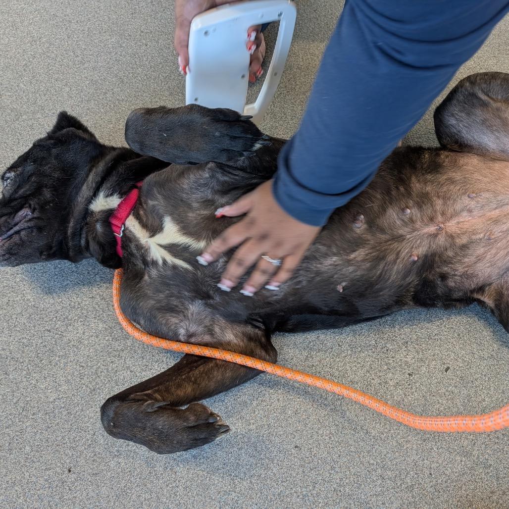 Enlarge Betty (fka MoMo), a Adoptable Cane Corso in manchester, PA image 2/3