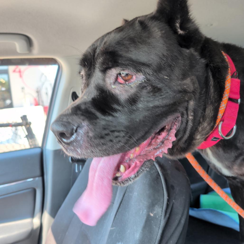 Enlarge Betty (fka MoMo), a Adoptable Cane Corso in manchester, PA image 3/3