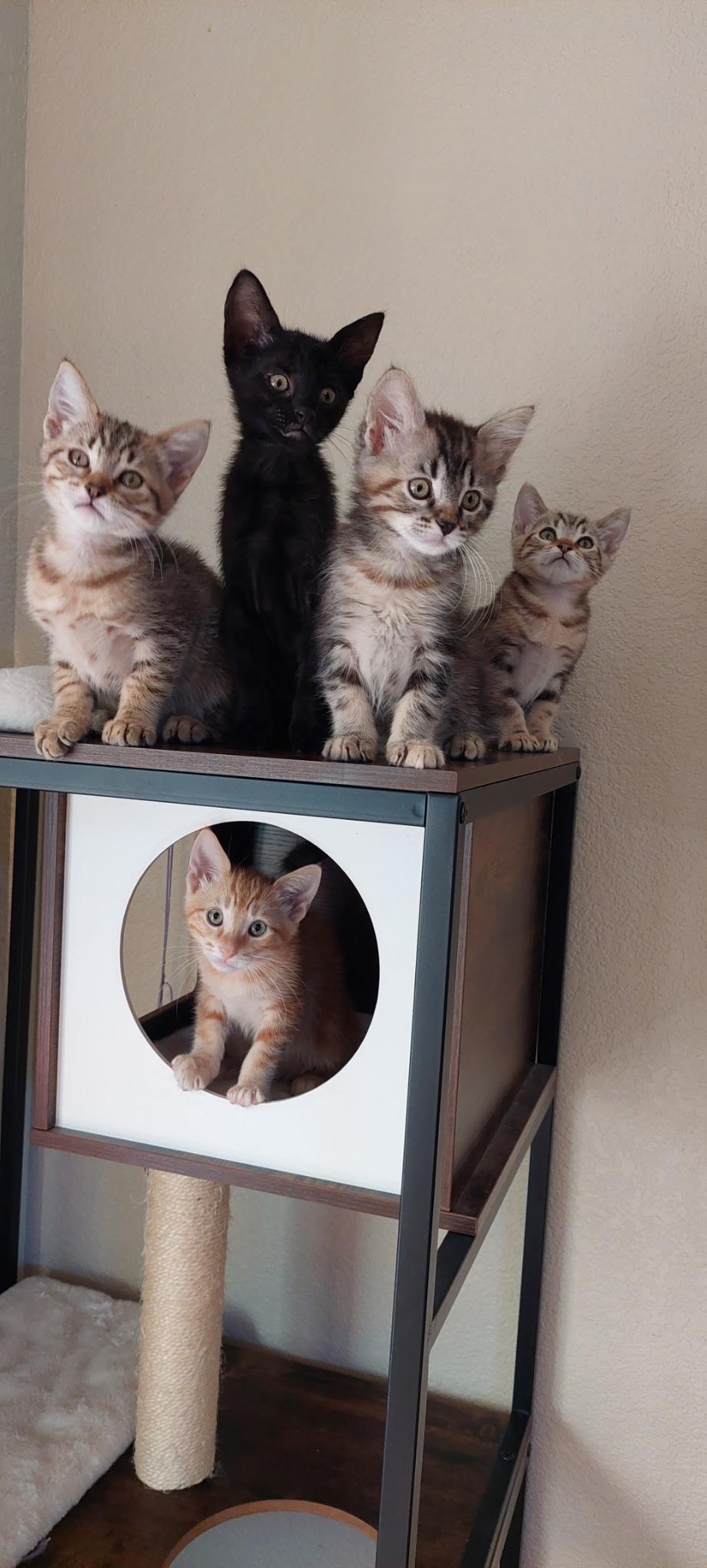 Enlarge MANY KITTENS AVAILABLE MID-OCT, a Adoptable mixed breed in Rocklin, CA image 1/1