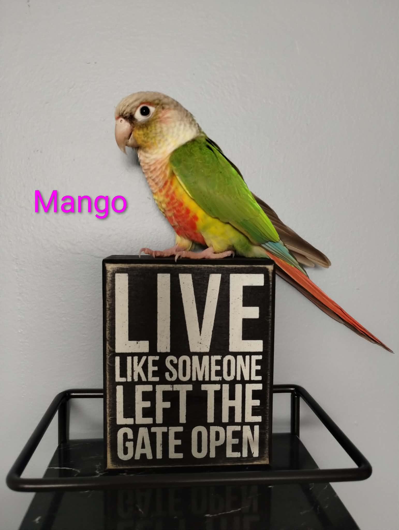 Mango and Peach, Adoptable, Adult Male Conure.