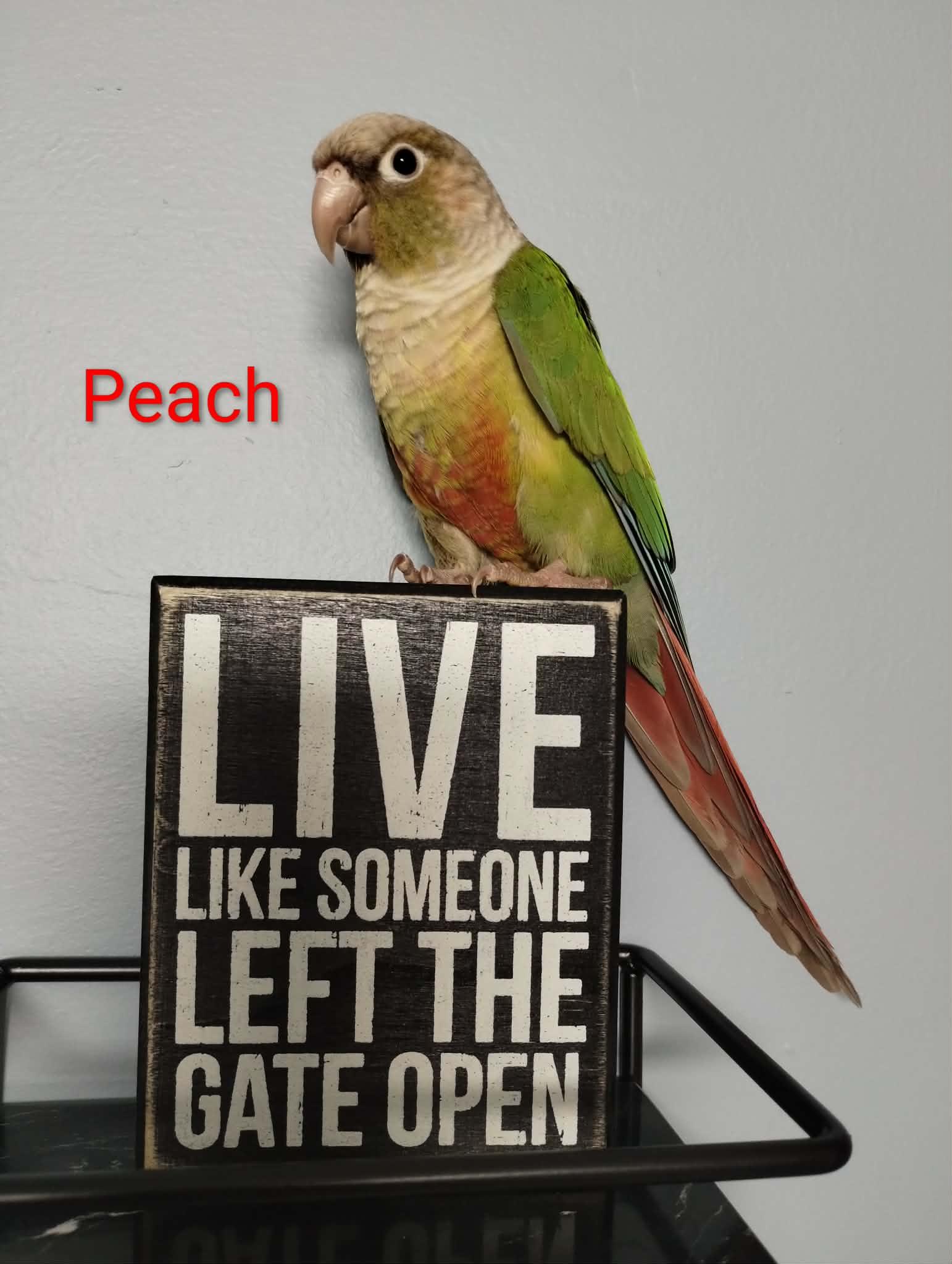 Mango and Peach, a Adoptable Conure in Aurora, IL image 2/2