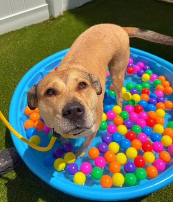 Rose, Adoptable, Adult Female Labrador Retriever & Mixed Breed.