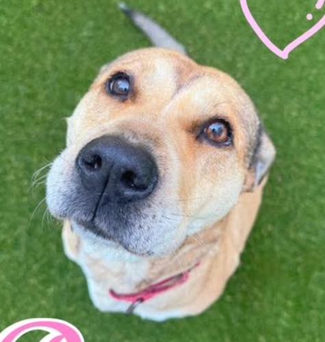 Rose, a Adoptable mixed breed in Washington DC, DC image 2/6