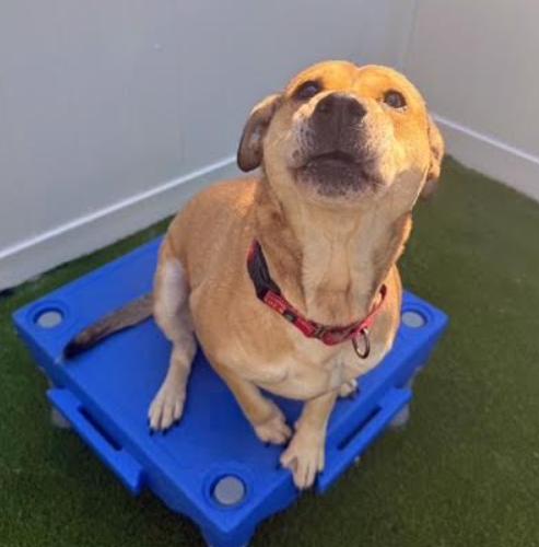 Rose, a Adoptable mixed breed in Washington DC, DC image 3/6