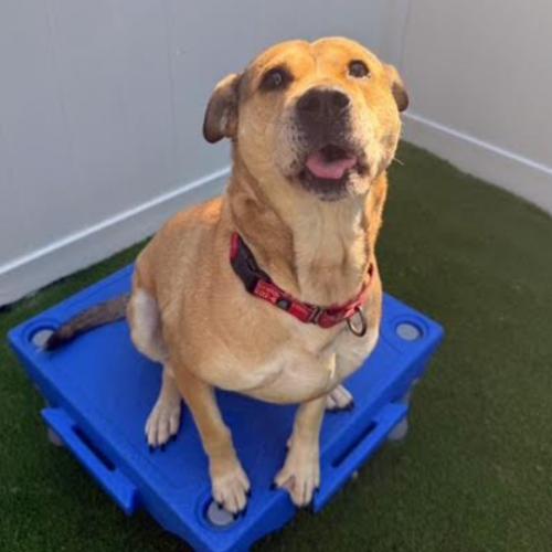 Rose, a Adoptable mixed breed in Washington DC, DC image 4/6