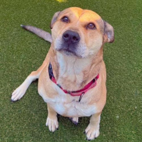 Rose, a Adoptable mixed breed in Washington DC, DC image 5/6