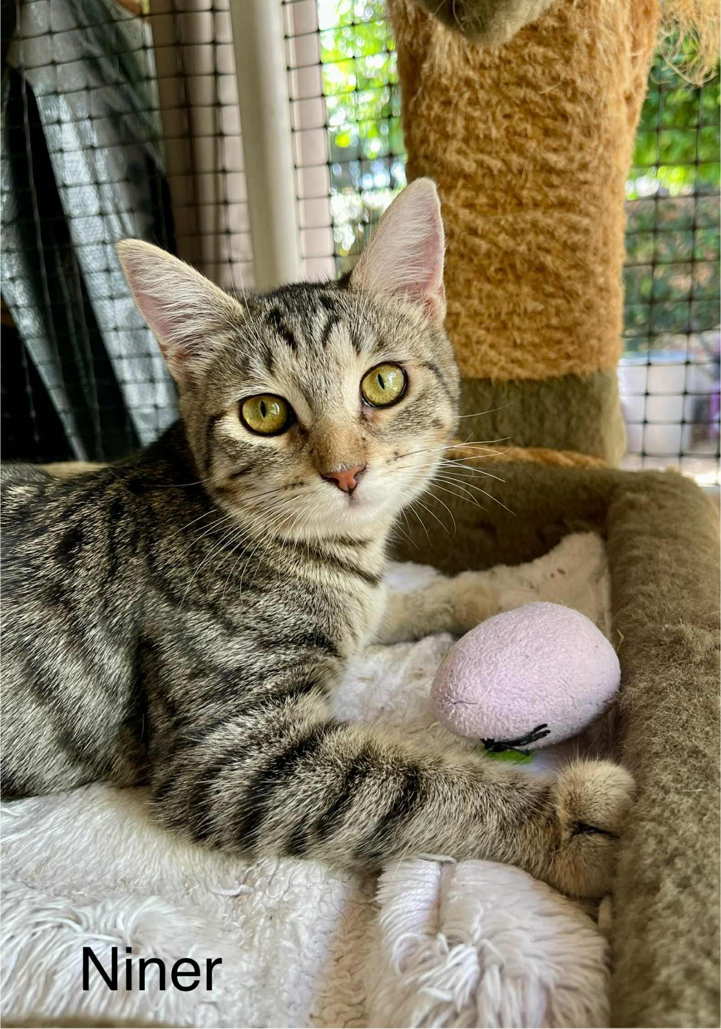 Engine Number 9, Adoptable, Young Female Tabby.