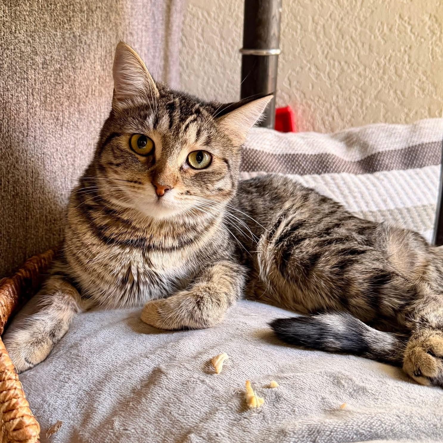 Engine Number 9, Adoptable, Young Female Tabby.