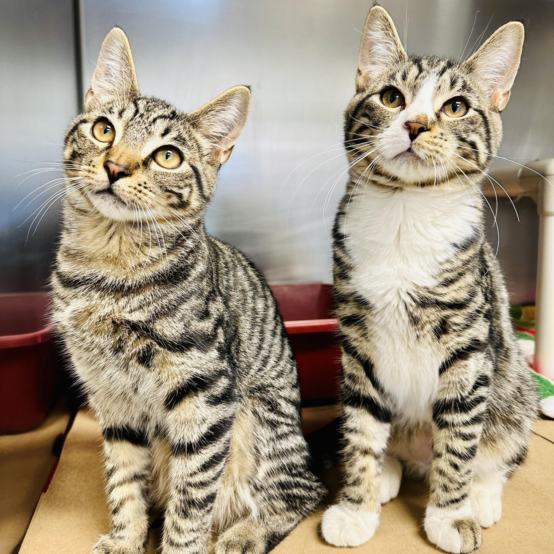 Enlarge Fitch , an adopted Domestic Short Hair in Manahawkin, NJ image 5/6