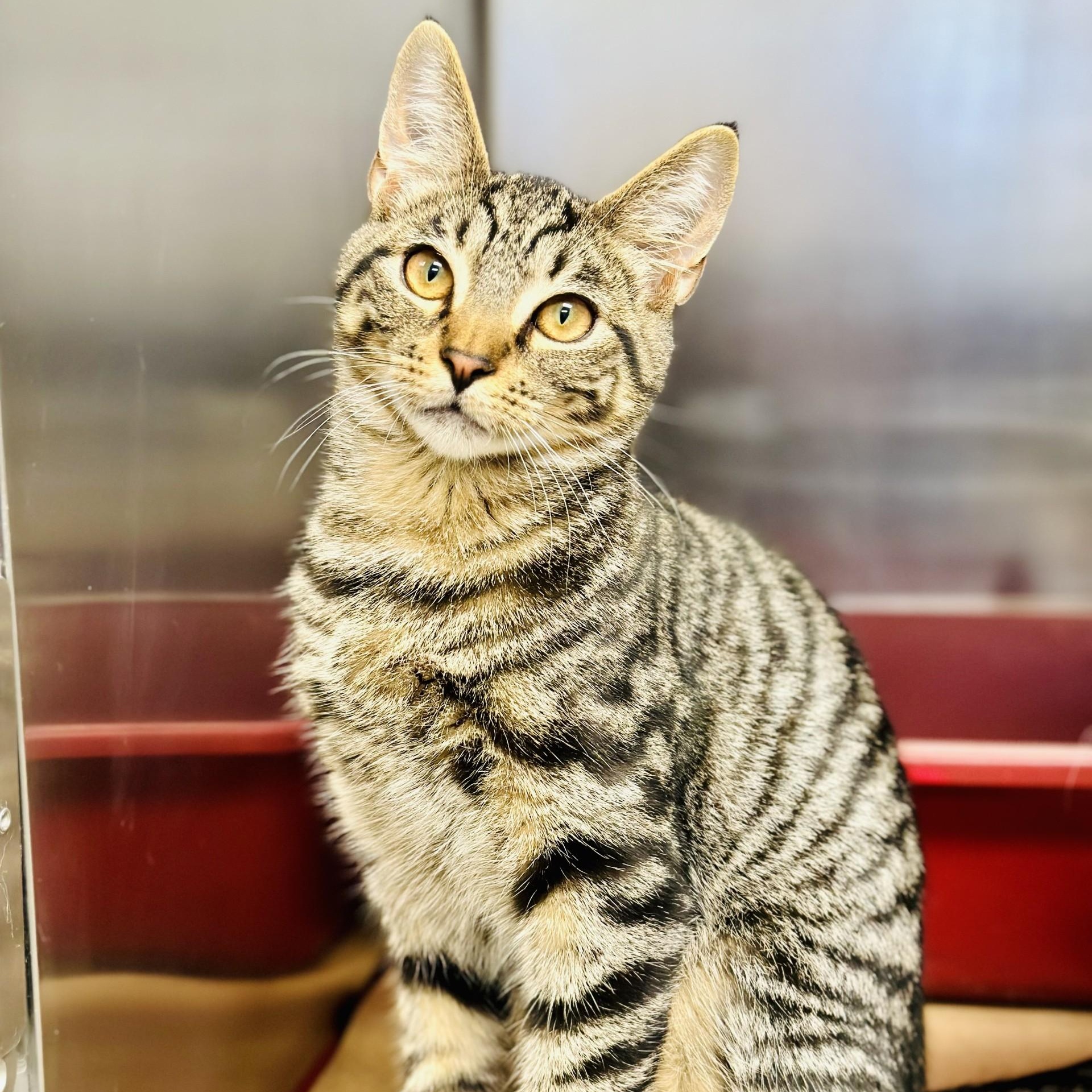 Enlarge Fitch , an adopted Domestic Short Hair in Manahawkin, NJ image 3/6