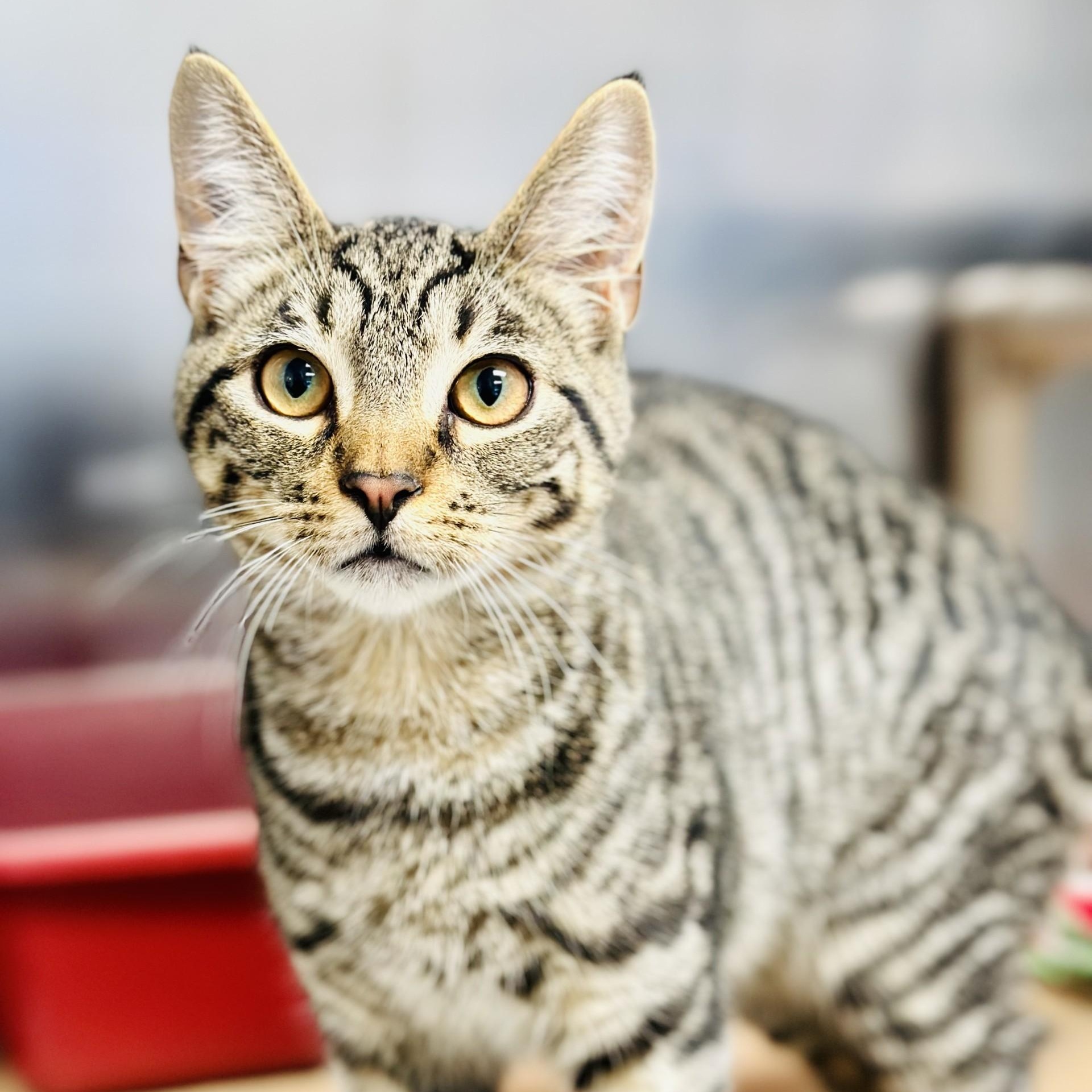 Enlarge Fitch , an adopted Domestic Short Hair in Manahawkin, NJ image 2/6