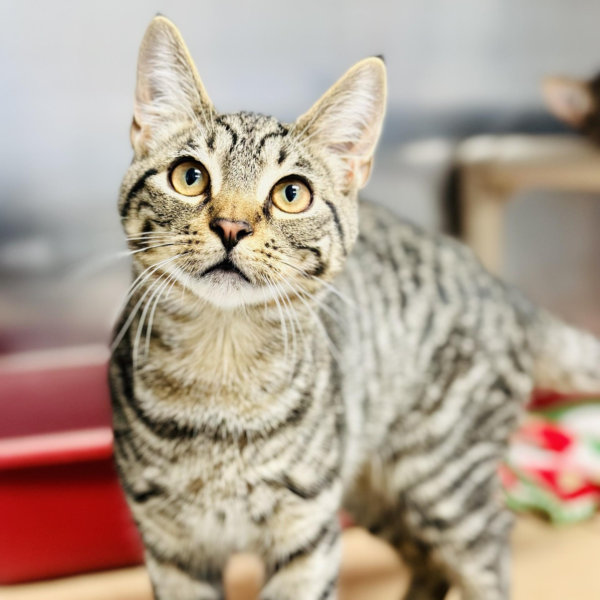 Fitch , adopted, Young Male Domestic Short Hair.