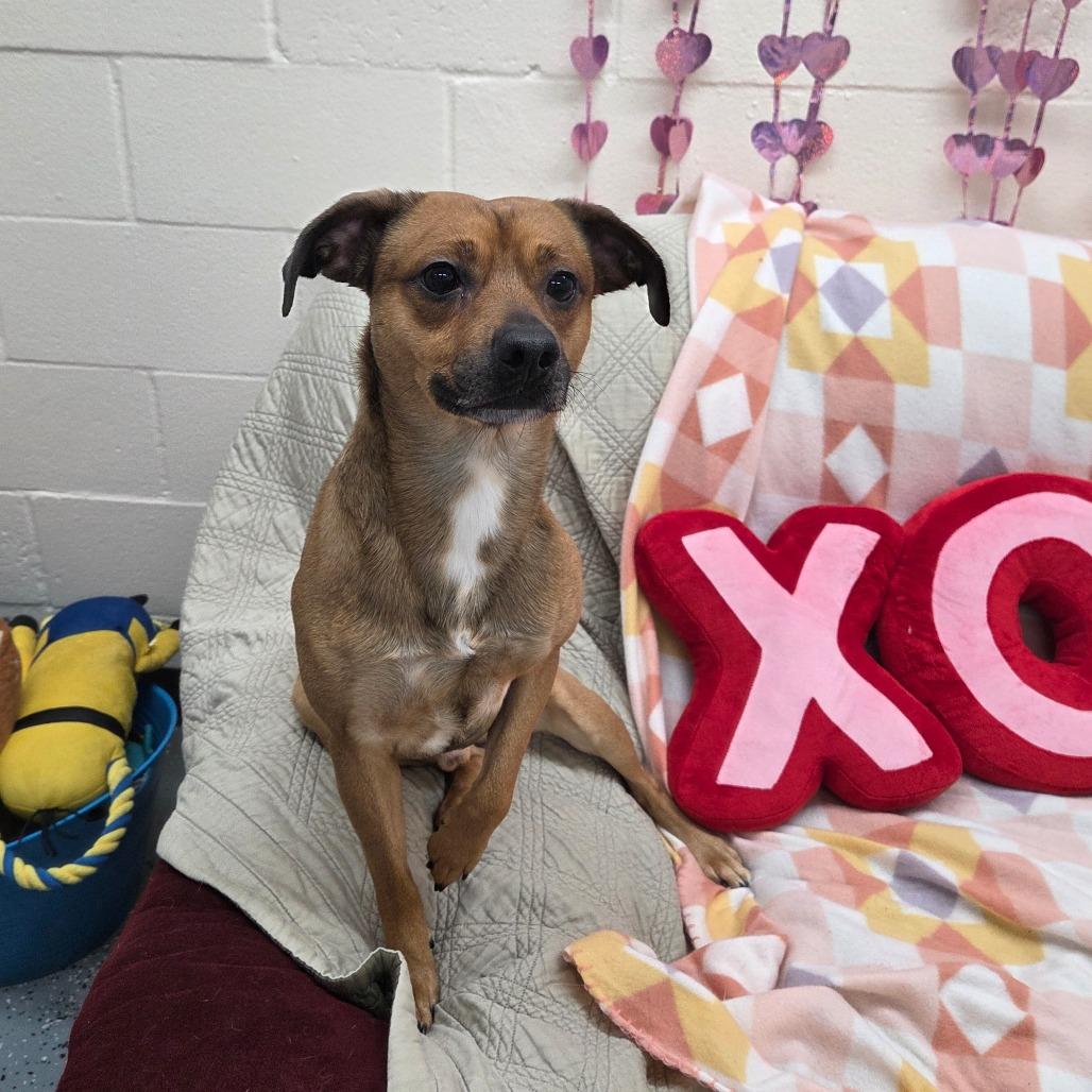 Enlarge Nacho, a Adoptable Mixed Breed in Pontiac, IL image 1/6