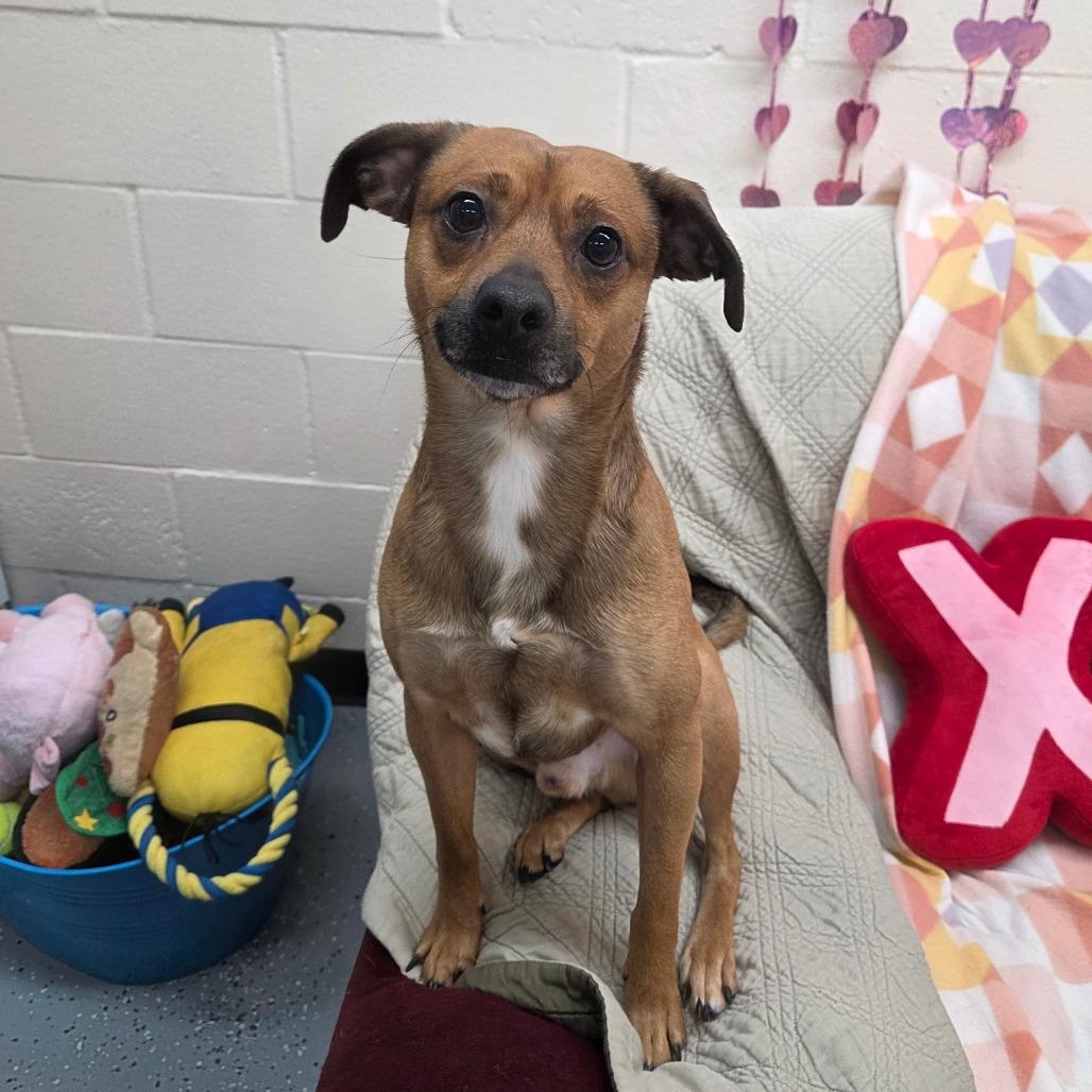 Enlarge Nacho, a Adoptable Mixed Breed in Pontiac, IL image 2/6