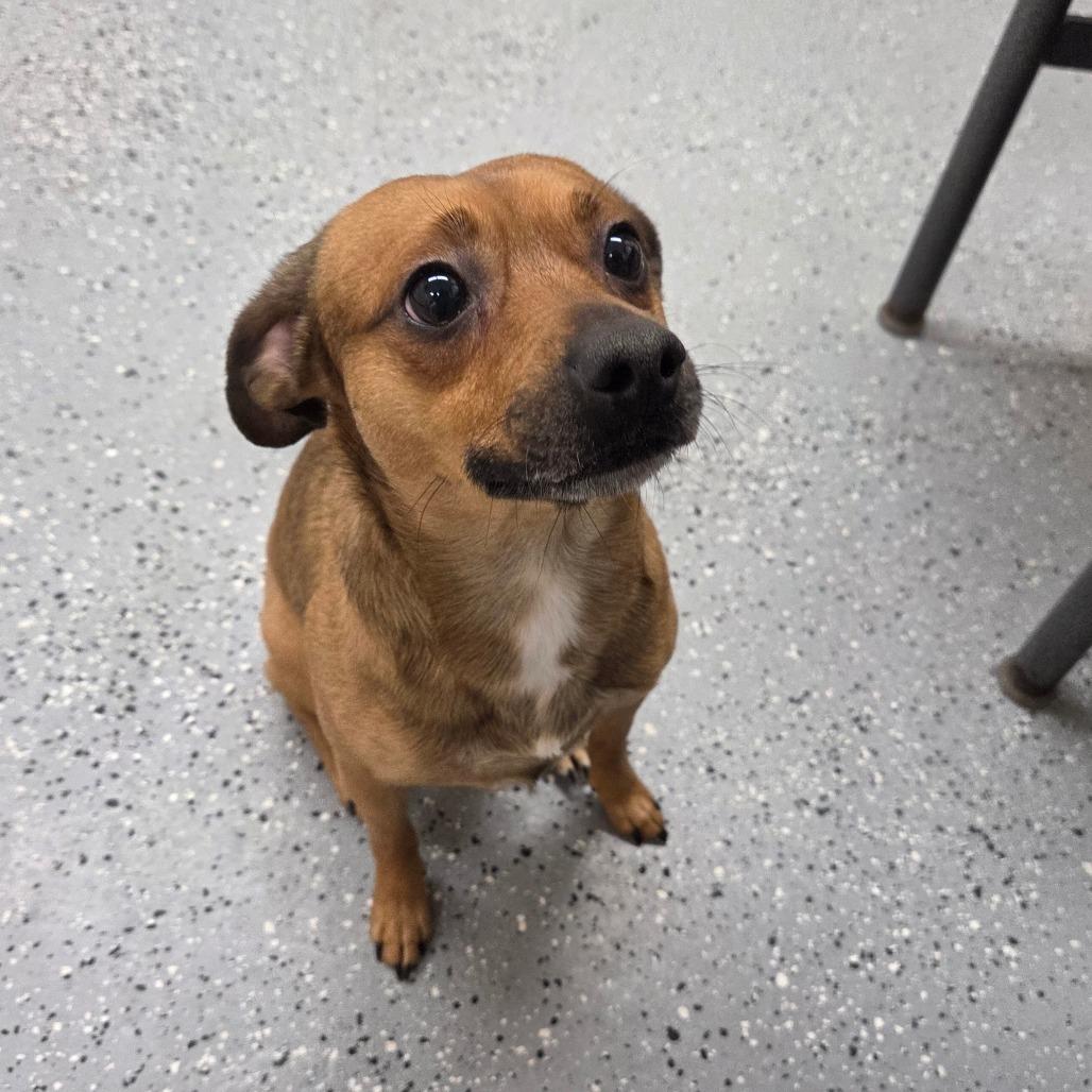 Enlarge Nacho, a Adoptable Mixed Breed in Pontiac, IL image 4/6