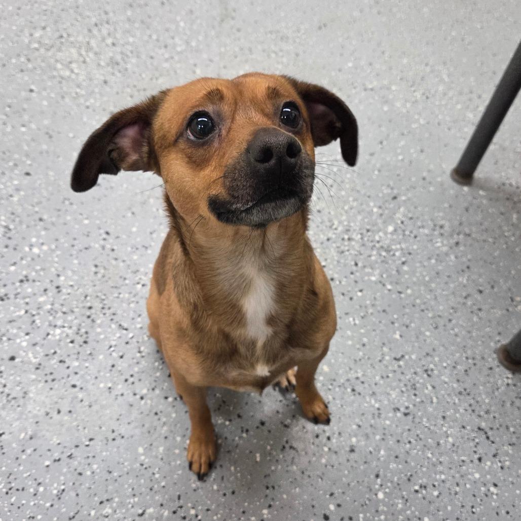 Enlarge Nacho, a Adoptable Mixed Breed in Pontiac, IL image 5/6